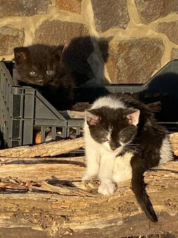 Daruji do dobrých rukou koťátko - 9