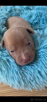 American Bully XL - 9