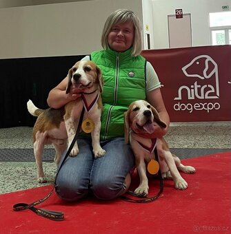 Bigel, bigl, beagle s PP - 9