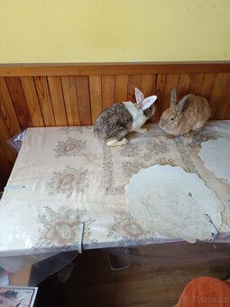 Zakrslý králík - 9