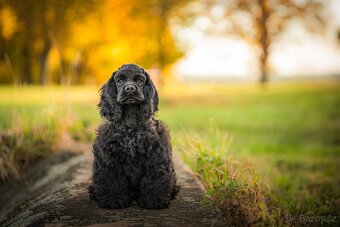 Americký kokršpaněl s PP - 9