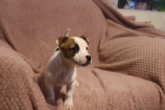 Jack Russell teriér - 9