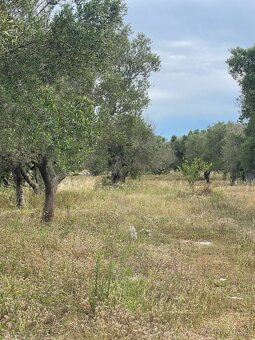 Pozemek 3200 m² - vlastní zahradu s olivovníky jih Itálie - 9