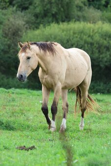 Prodám 4-letého hřebce KK, - 9