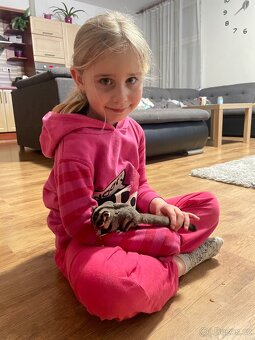 Vakoveverka 🐿️ Létavá - 9