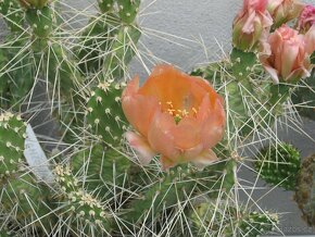 Kaktusy - mrazuvzdorné opuncie - 9