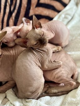 Kočička Sphynx - 9