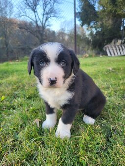 Entlebušský salašnický pes štěňátka - 9