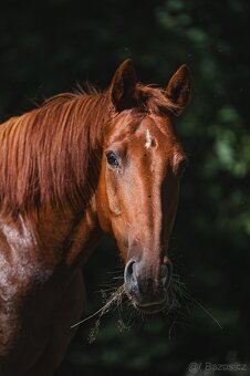 Valach 15 let do agroturistiky nebo jako hobby kůň - 9