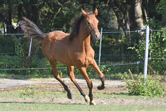 2 letá klisna Lusitano x P.r.e - 9