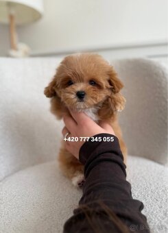 Maltipoo F1 Caramel | Lina - 9