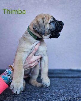 Boerboel - štěňata s PP (FCI) - 9