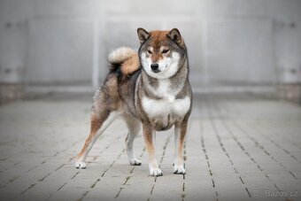 SHIBA štěňata k rezervaci - 9