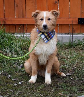 GOLDY K ADOPCI - HRAVÉ, POSEDNÉ, MILÉ ŠTĚNĚ - - 9