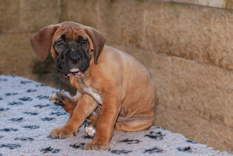 Tosa Inu fenky s PP - 9