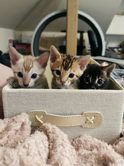 Bengálská kočička s PP - 9