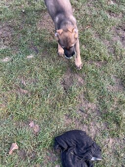 Německý ovčák - 9