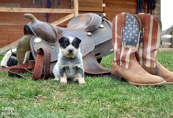 Austrálsky honacky pes ACD CATTLE DOG - 9