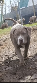 American bully xl xxl - 9