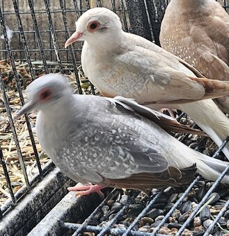 Agapornis růžohrdlý,Holoubek diamantový - 9