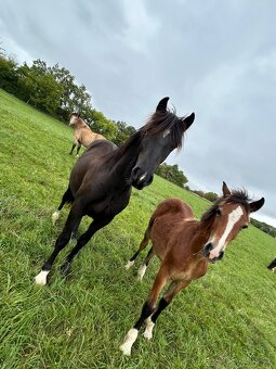 Welsh Cob D - kobylka - 9