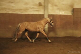 Hřebec / valach welsh part bred - 9