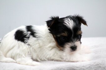 biewer yorkshire terrier s PP - 9