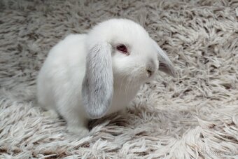 Zakrslý beránek, králíček, králík - MOLLY - 9
