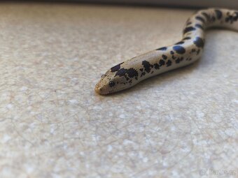 Eryx Colubrinus - Hroznýšek pestrý 0.1 - 9