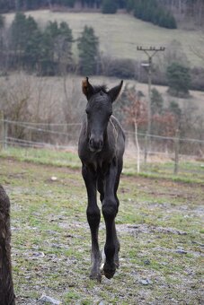 LUXUSNÍ Lusitano hřebeček - 9