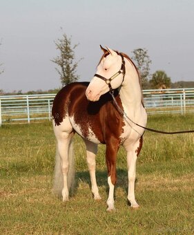 Quarter horse hrebecek, double register - 9