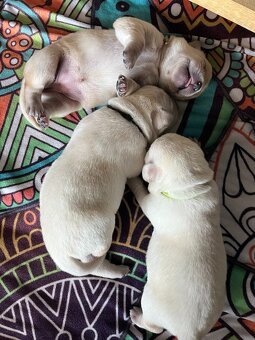 Štěňata labradorského retrívra od FCI GRAND CHAMPION - 9