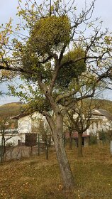 Prodám krásné jmelí na dekorace, do kytic apod. - 9