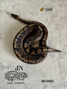 Krajta královská (Python regius) - 9