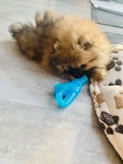 Pomeranian - 9
