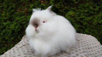 Zakrslý králík, králíček -(TEDDY)-ONDŘEJ A OTA - 9