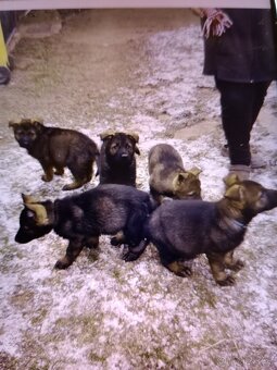 Německý ovčák - 9