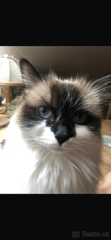 Ragdoll - koťata/kocourci bez PP - 9