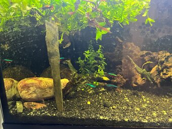 Akvárium INVITAL 60L. S rybičkama a filtrem Oase Bioplus 100 - 9