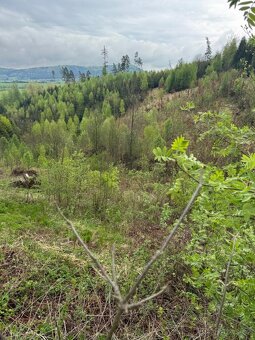 Prodám lesní pozemky v k.ú. Bukovina u Čisté. - 9