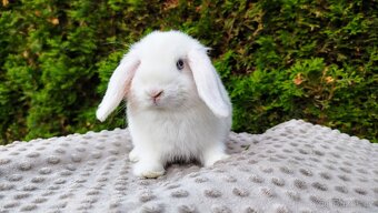 Zakrslý beránek, králíček, králík - TYMIÁN - 9