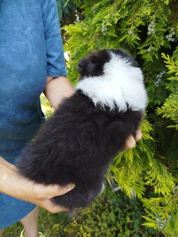 Šeltie / sheltie štěně s PP z Pozdeňské vísky - 9