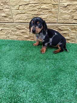 Jezevĉík trpaslicí - 9