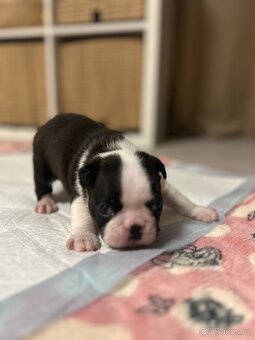 Bostonský teriér - 9