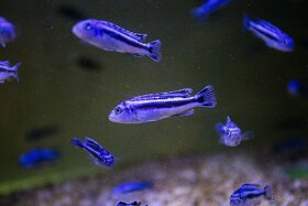 Akvarijní rybičky-Tlamovci-Malawi,Viktoriino jezero - 9