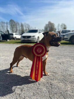 Stafordšírský bulteriér s PP - 9