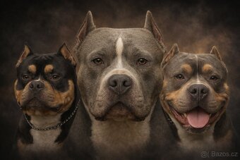 American Bully Standard - 9
