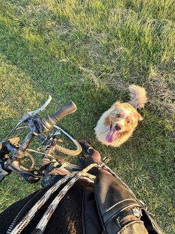 Australský ovčák bez PP - 9