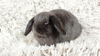 Zakrslý beránek, králíček, králík - CRISTIAN - 9