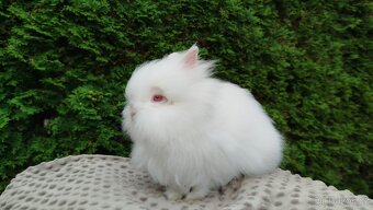 Zakrslý králík, králíček -(TEDDY)-ONDŘEJ - 9